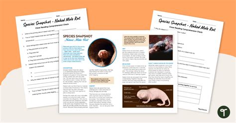 Naked Mole Rat Reading Comprehension Worksheets Teach Starter