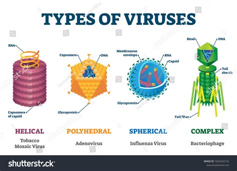 Types Of Viruses Vector Illustration Labeled Royalty Free Stock