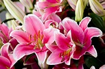 Flower Facts: Types of Lilies, Flower Meaning, and More - Orchid Republic
