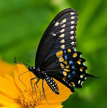 Swallowtail Butterfly Identification And Comparison