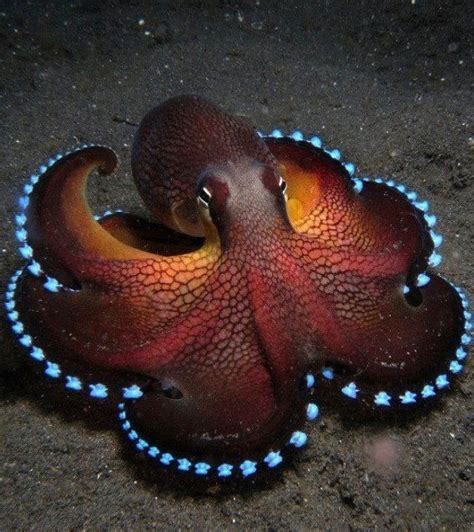 Coconut Octopus Amphioctopus Marginatus Ocean Creatures Ocean
