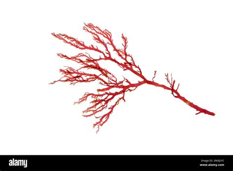 Rhodophyta Red Algae Branch Isolated On White Stock Photo Alamy