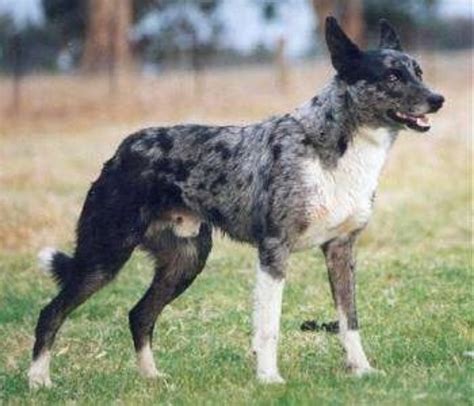 Koolie Vs Australian Kelpie Breed Comparison Mydogbreeds