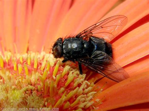 House Fly Blow Fly In Greenhouse Photos Diagrams And Topos Summitpost