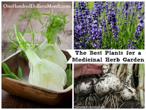 The Best Plants For A Medicinal Herb Garden One Hundred Dollars A Month
