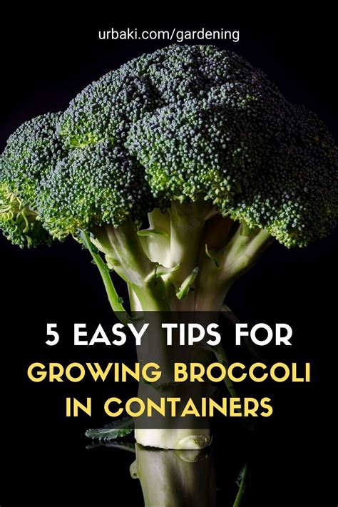 5 Easy Tips For Growing Broccoli In Containers Growing Broccoli
