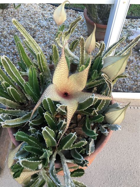 Pin On Flowering Cactus