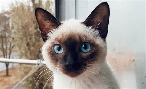 Top 50 Male Siamese Cat Names