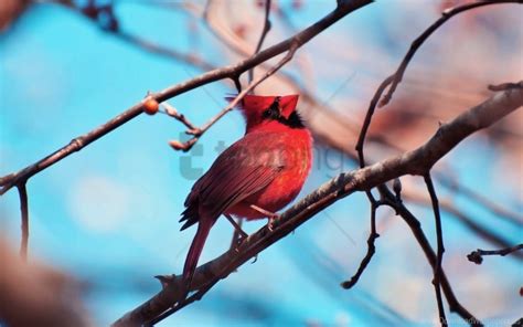 Bird Branch Color Red Cardinal Sitting Tree Wallpaper Background