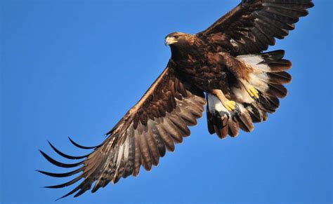 The Biggest Concentration Of Breeding Golden Eagles On The Planet Is In