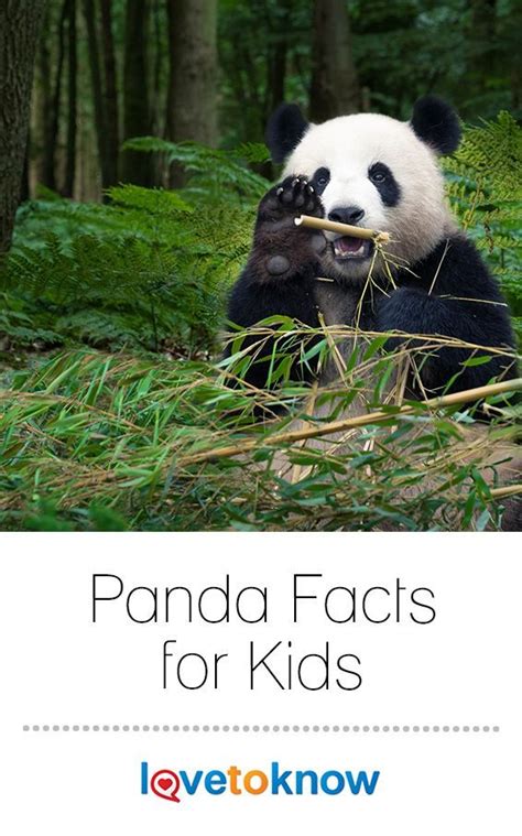 Giant Panda Facts For Kids Lovetoknow Panda Facts Panda Facts For