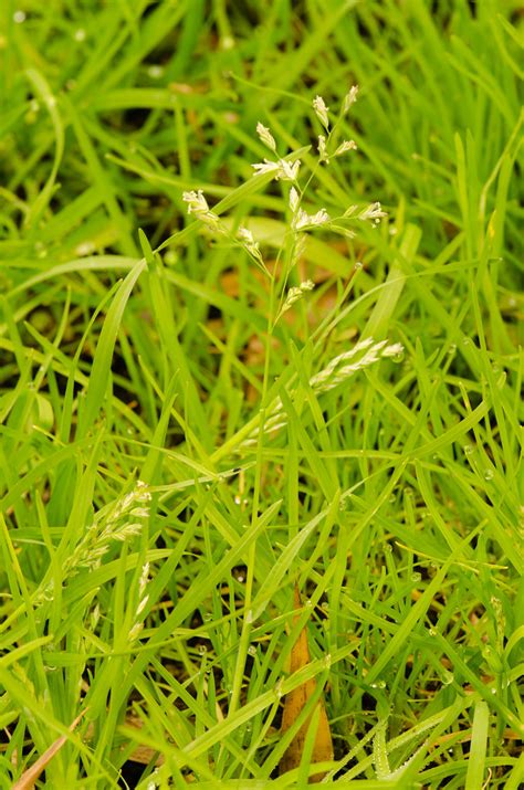Poa Annua Annual Bluegrass Riverbanks Zoo And Botanical Flickr