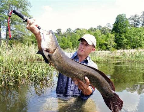 Dogfish, (order squaliformes), any of several small sharks making up an order of chondrichthyian fishes composed of the families centrophoridae (gulper sharks), dalatiidae, echinorhinidae. Bowfin Fish Amia calva Dogfish Grinnel Cabbage Pike