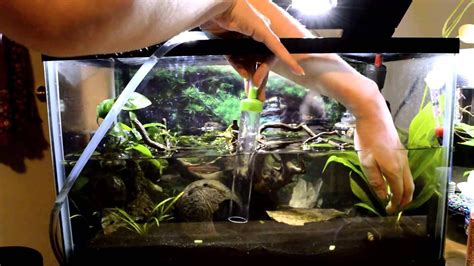 How To Change The Water In A Fish Tank Why Its Important