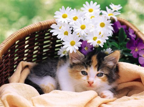 Baby Kittens Lovely Kitten In Flower Basket Preview