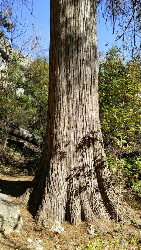 Huge Cypress Tree In Sex Canyon Photos Diagrams And Topos Summitpost