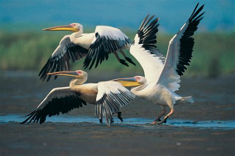 Beautiful Pelican Bird Hd Photo Hd Wallpapers