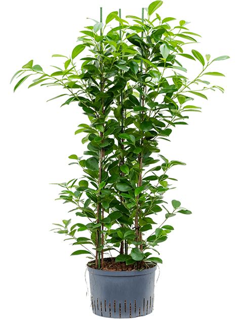The ficus microcarpa moclame is ideal. Ficus moclame | Nieuwkoop Europe