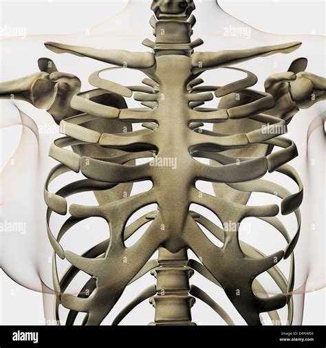 Sternum Hi Res Stock Photography And Images Alamy
