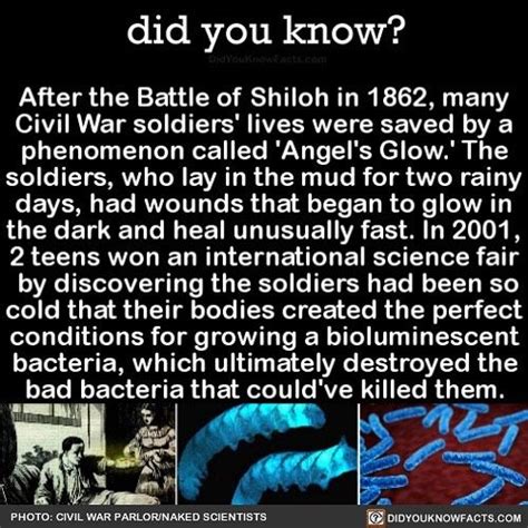 Science Awesome War Bioluminescence Socool Share The Knowledge