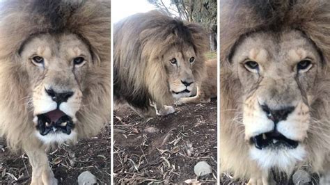 Brave Snapper Captures Extremely Close Encounter Of Roaring Lion Youtube