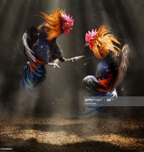 Two Fighting Roosters Fighting Rooster Rooster Painting Rooster Art