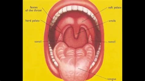 What Are Tonsils And Adenoids Sore Throat Pain In Children Tonsils