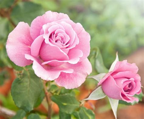 26 Gorgeous Pink Flowering Shrubs For Your Garden • Tasteandcraze