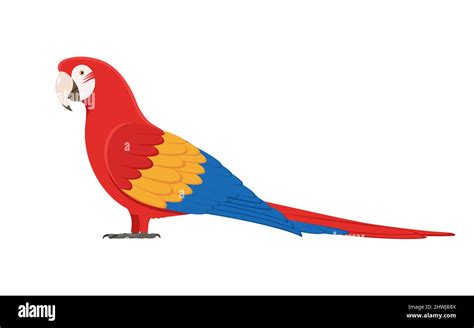 Parrot Side View Stock Vector Images Alamy