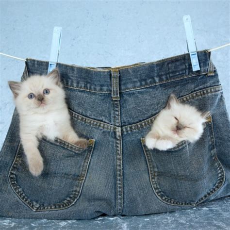 If your cats are fighting, break up the fight by making a loud noise or by placing a barrier between the cats. National no pants day means pets should wear pants instead ...