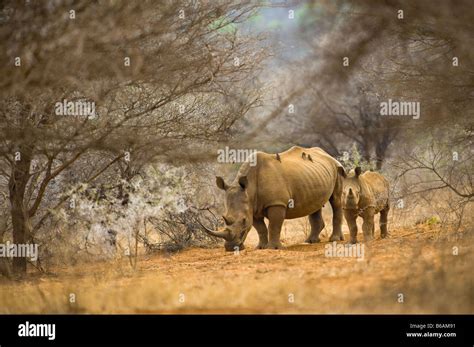 Wild White Rhinoceros Rhino Ceratotherium Simum In Acacia Woodland