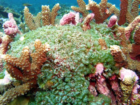 Too Much Algae And Too Many Microbes Threaten Coral Reefs All
