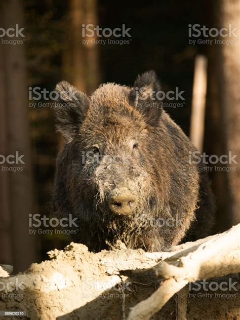 Euroasian Wild Pig Sus Scrofa In Summer Forest Stock Photo Download