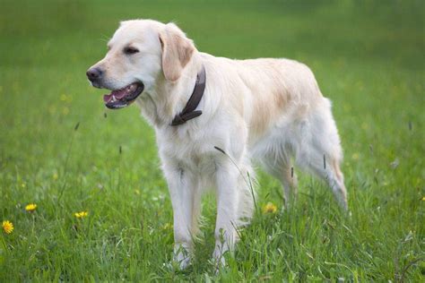 White Golden Retriever Puppies Facts Lifespan