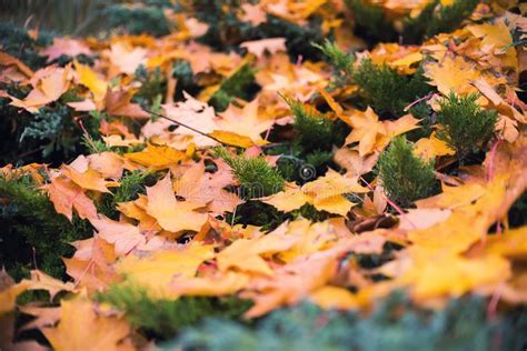 Close Up On Autumn Leaf And Grass Stock Image Image Of Nature Cover