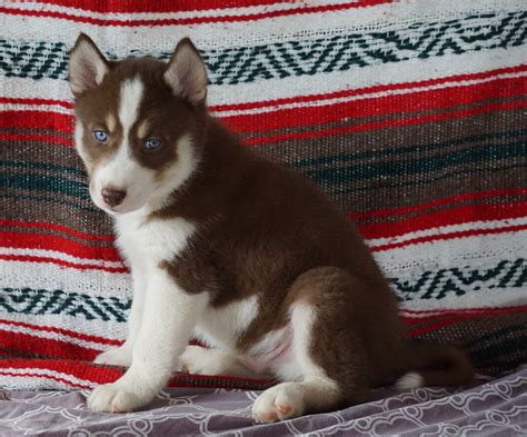 Siberian Husky For Sale Fredericksburg Oh Male Kendal Ac Puppies Llc