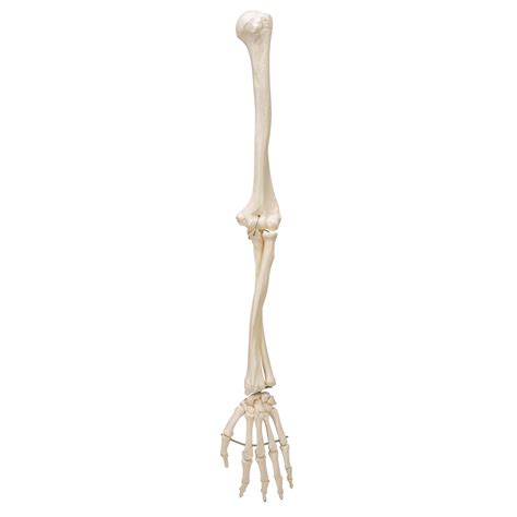 Where it attaches to the bone. Human Arm Skeleton Model, Wire Mounted - 3B Smart Anatomy ...