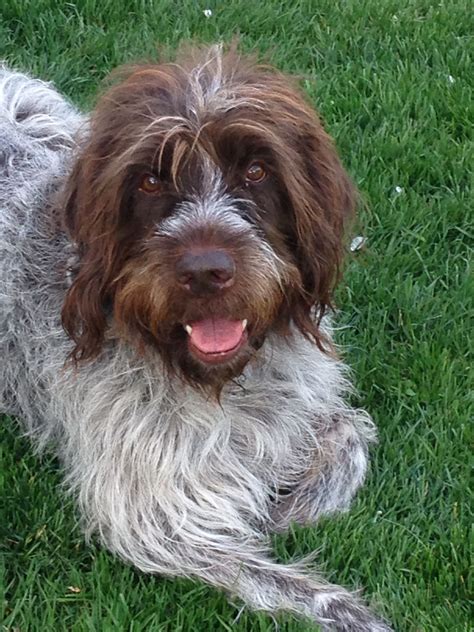 In the past, hunters would carry several different breeds to the field with each serving a. Bentley, my Wire Haired Pointing Griffon | Wirehaired ...