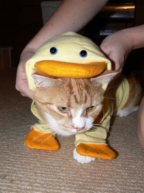 Tricky Hicksons Sew Awesome Blog My Cat In A Duck Suit