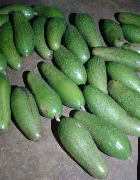 Seedless Avocado Rare And New Hybrid Variety Malaysia Online Plant