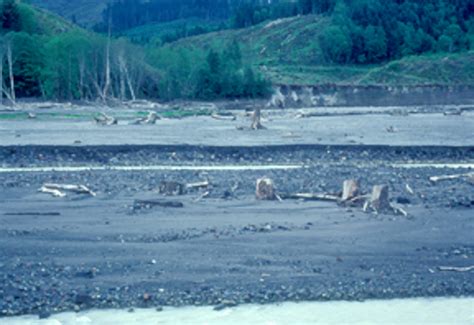 Yellowstone Fossil Forest Trail