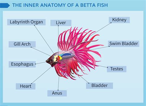 Betta Fish Diagram