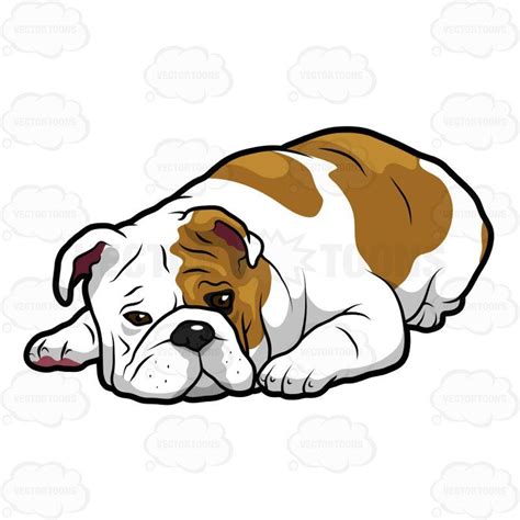 English Bulldog Lying Down With Its Head On The Floor Mini English