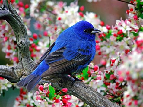 Absolutely Beautiful Bird On A Cherry Blossom Tree Birds Photo