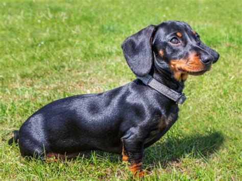 Dachshund Breed Information Medium Breed