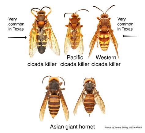 Cidada Killer Or Murder Hornet Extension Entomology Texas Aandm Agrilife Extension