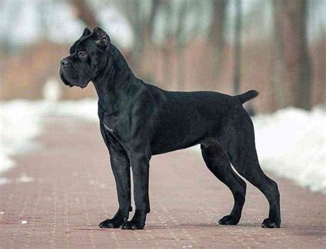 Cane corso puppies are a confident, even intimidating, demeanor. How Big Do Cane Corsos Get? Learn More About this Breed