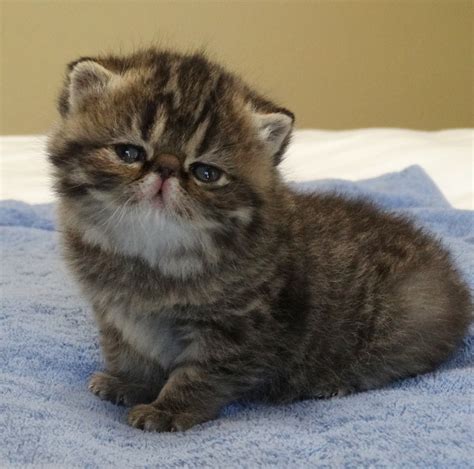 Exotic Shorthair Cats For Sale Fayetteville Ar 313437