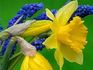 Hyacinth, Flowers, Nature