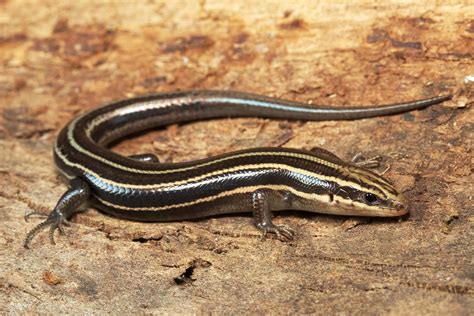 Common Five Lined Skink Female A Photo On Flickriver